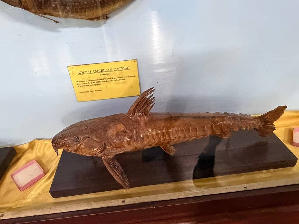 Artistic Expressions