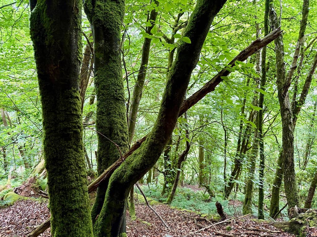 Scenic Walking Track