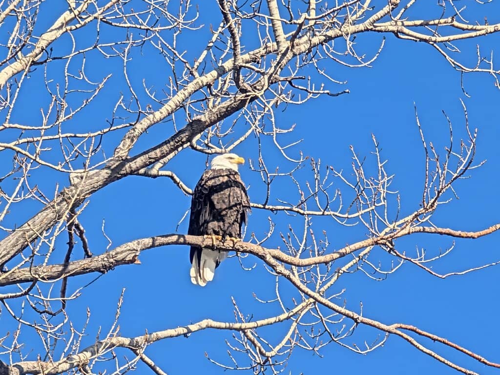 Bald Eagle Encounters