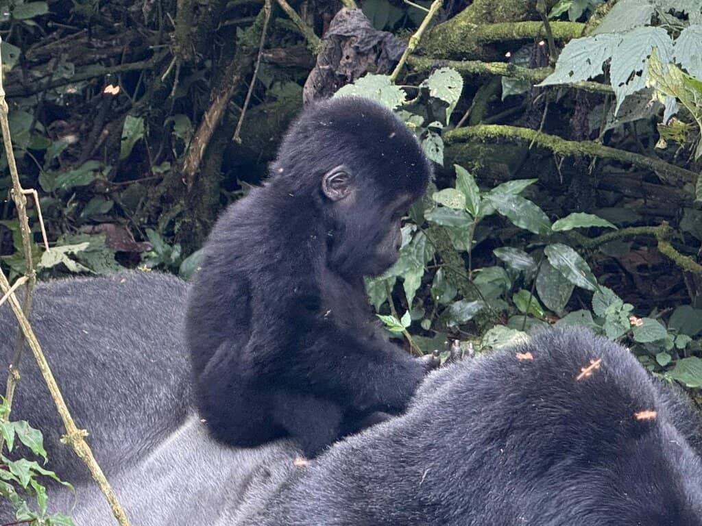Mountain Gorilla Trekking