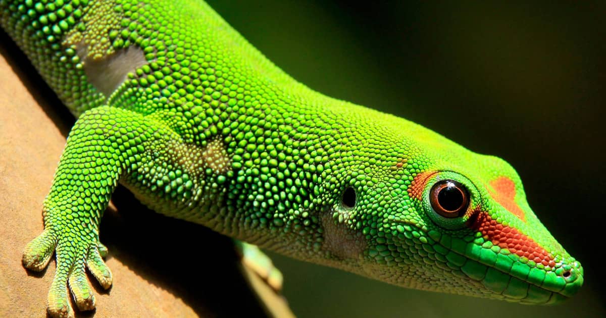 Gecko Spotting Opportunities