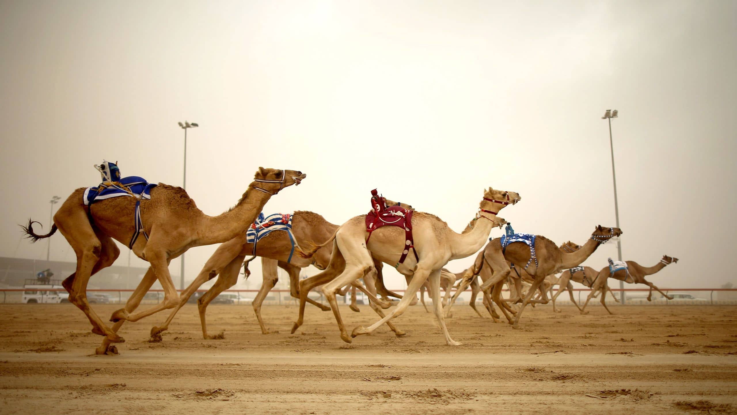 Camel Racing Spectacle