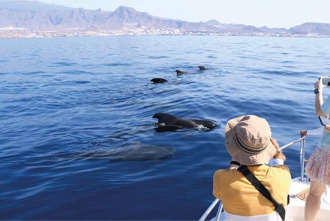 Whale & Dolphin Watching Tours