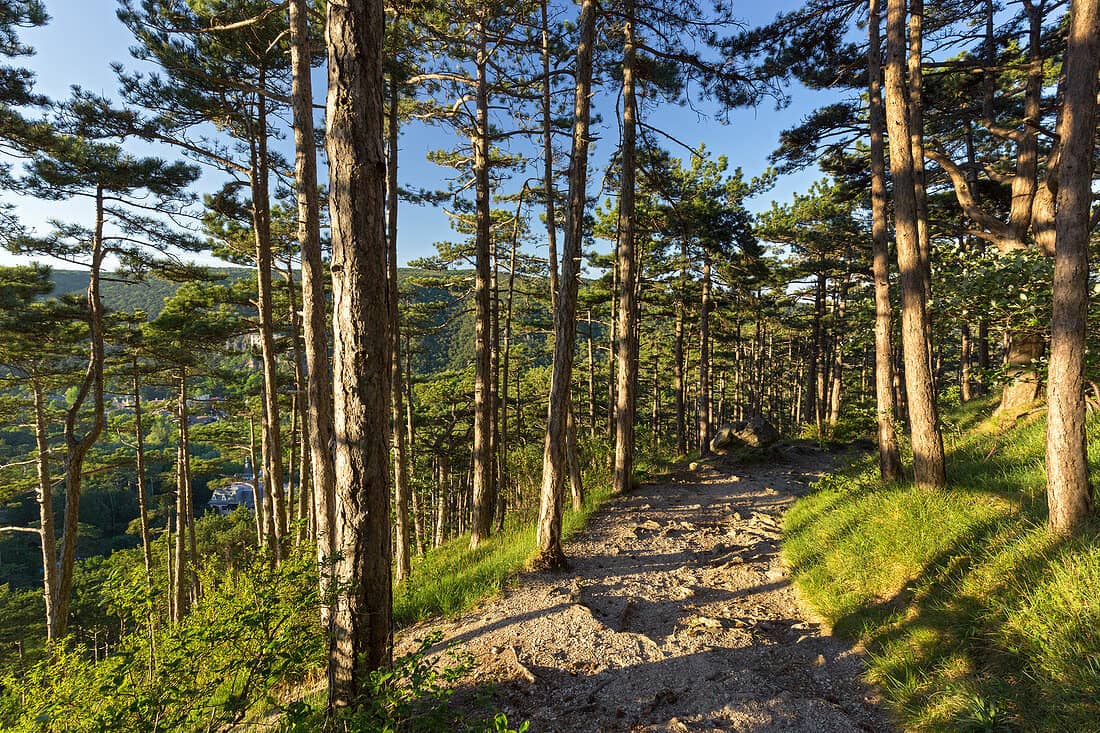Lush Forest Trails