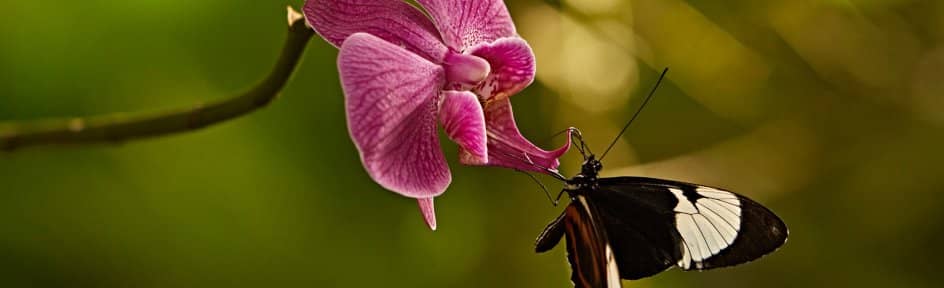 Botanika - Tropical World