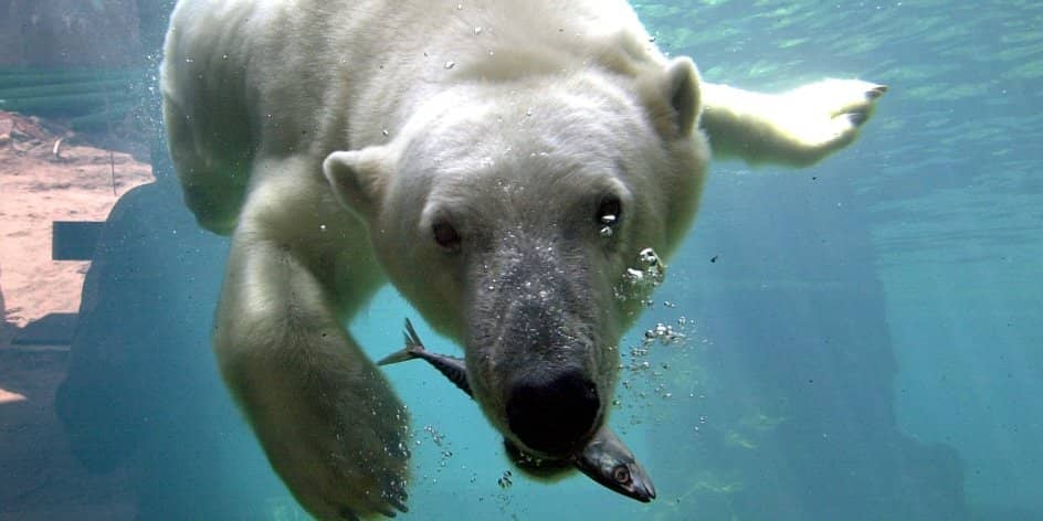 Nordic Animal Habitats