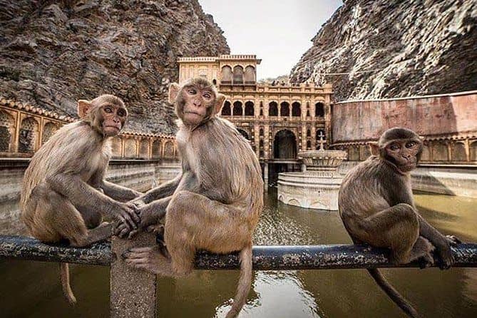 Monkey Encounters