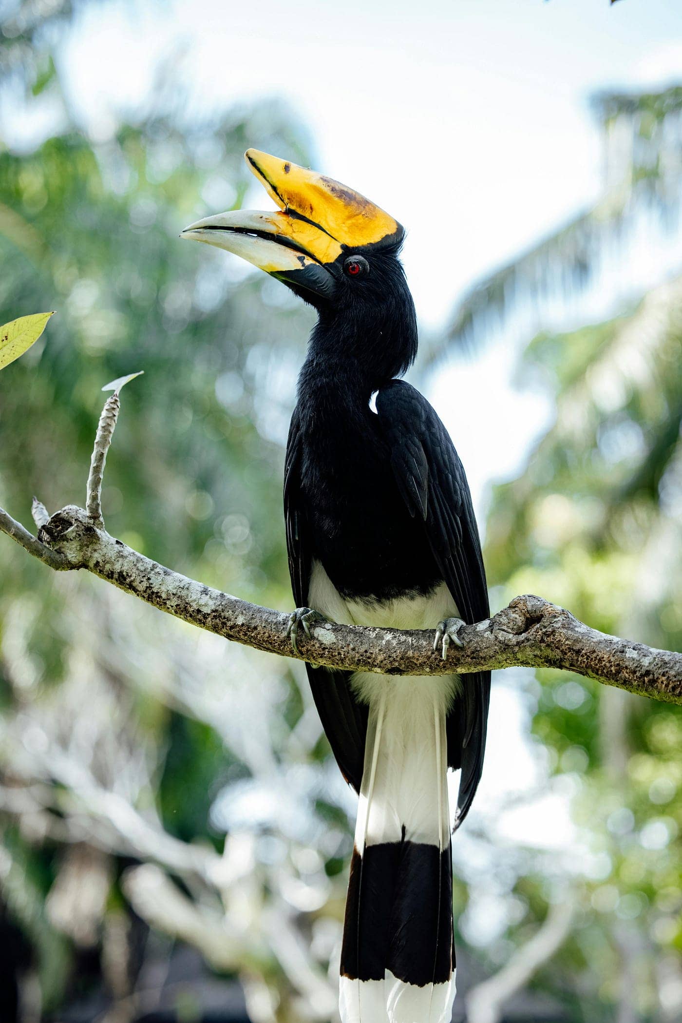 Hornbill Sightings