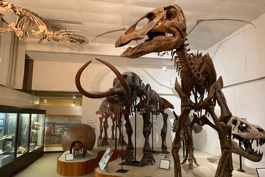 Dinosaur Skeletons