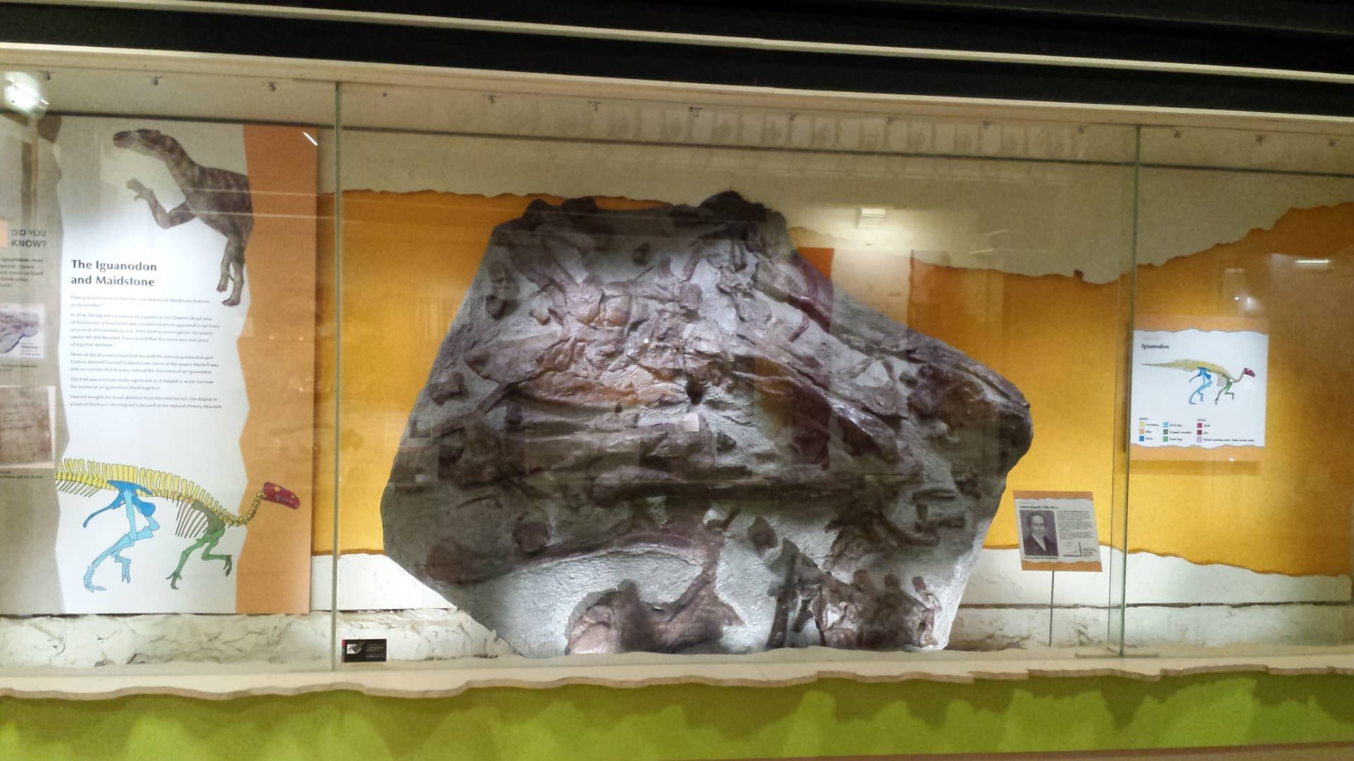 Dinosaur and Fossil Displays