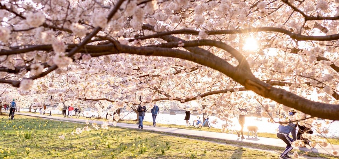 Boston's Springtime Floral Display