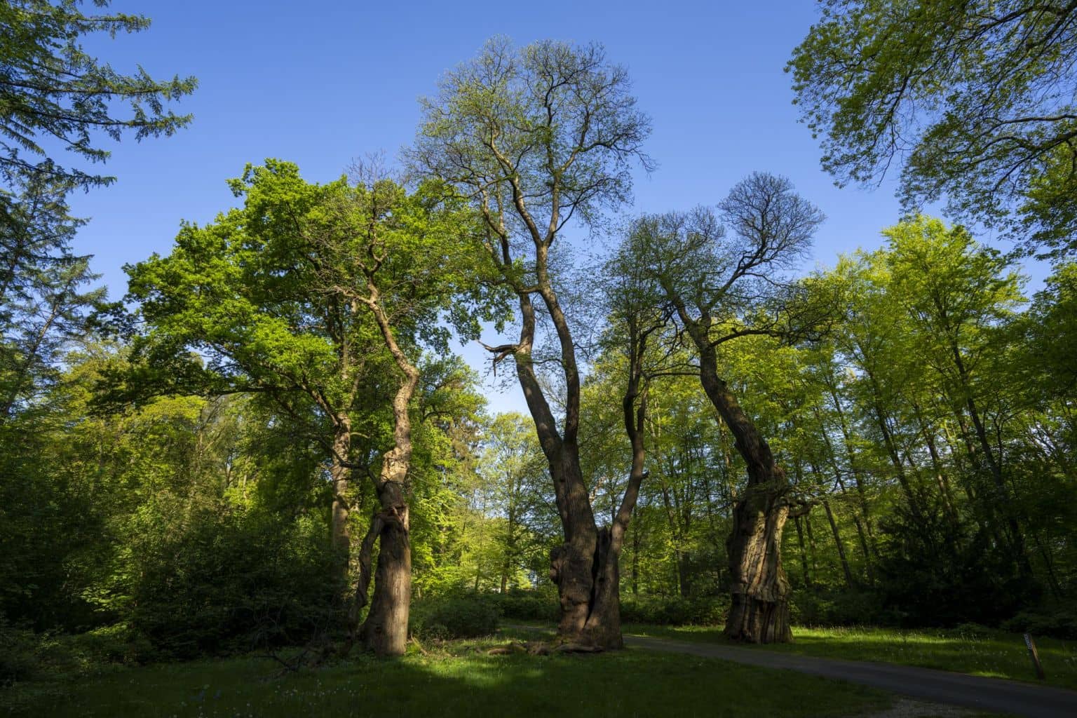 Arnhemse Bomen Vertellen Route