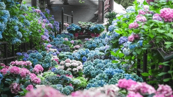 Hydrangea Haven (Seasonal)