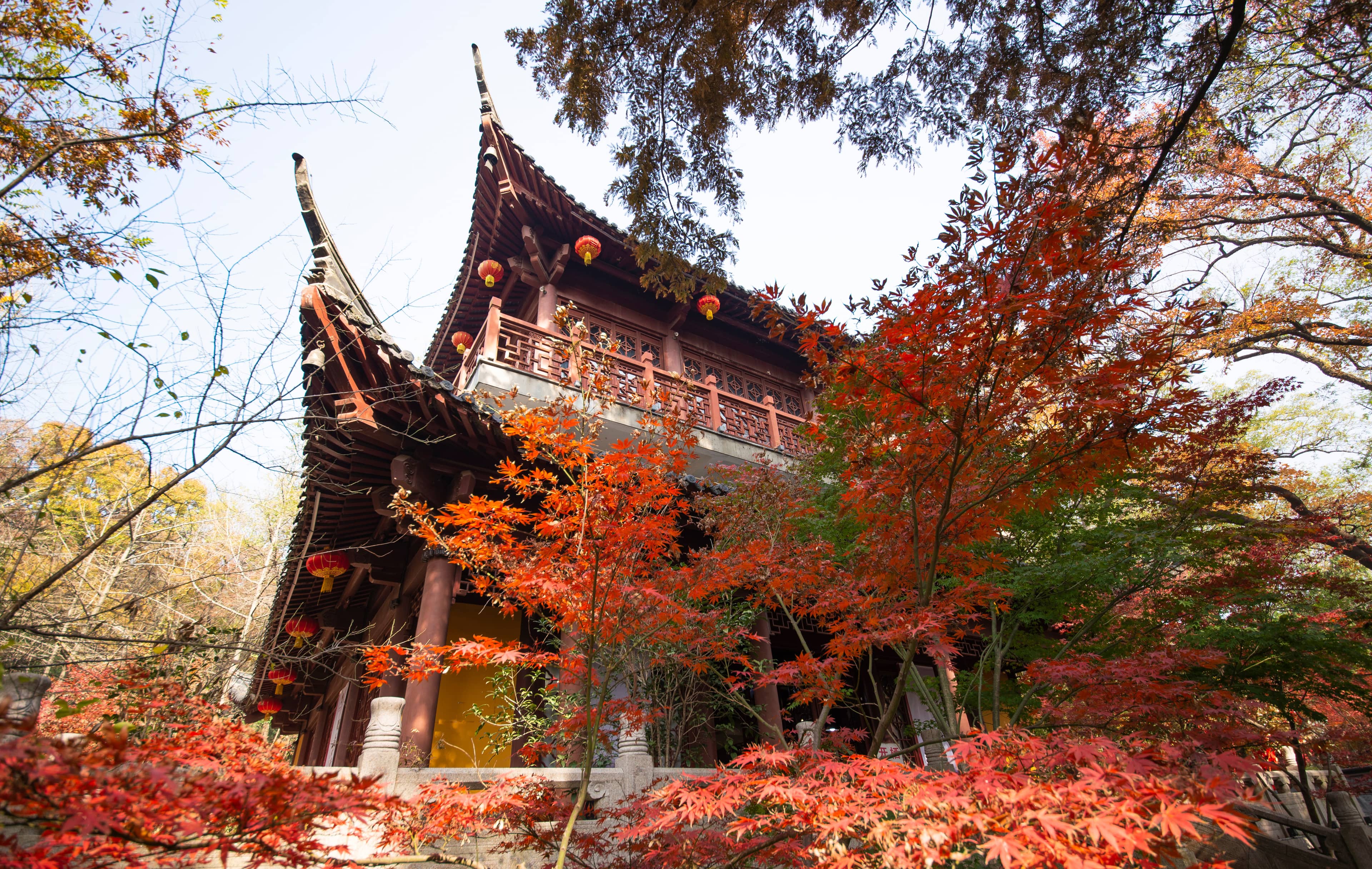 Autumn Maple Foliage