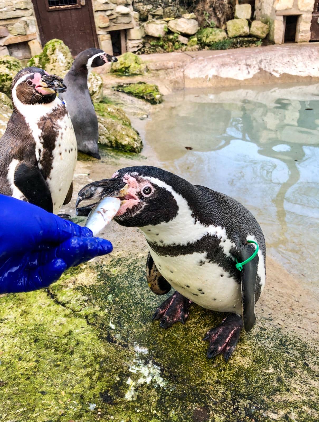 Sewerby Zoo