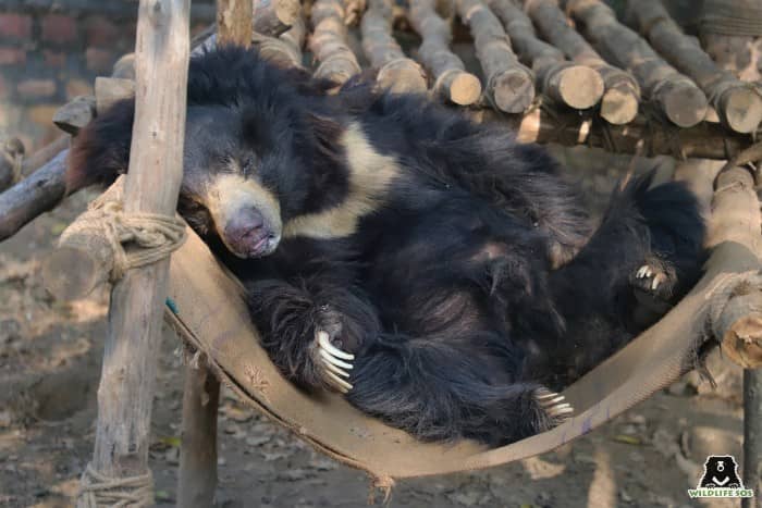 Bear Feeding Time