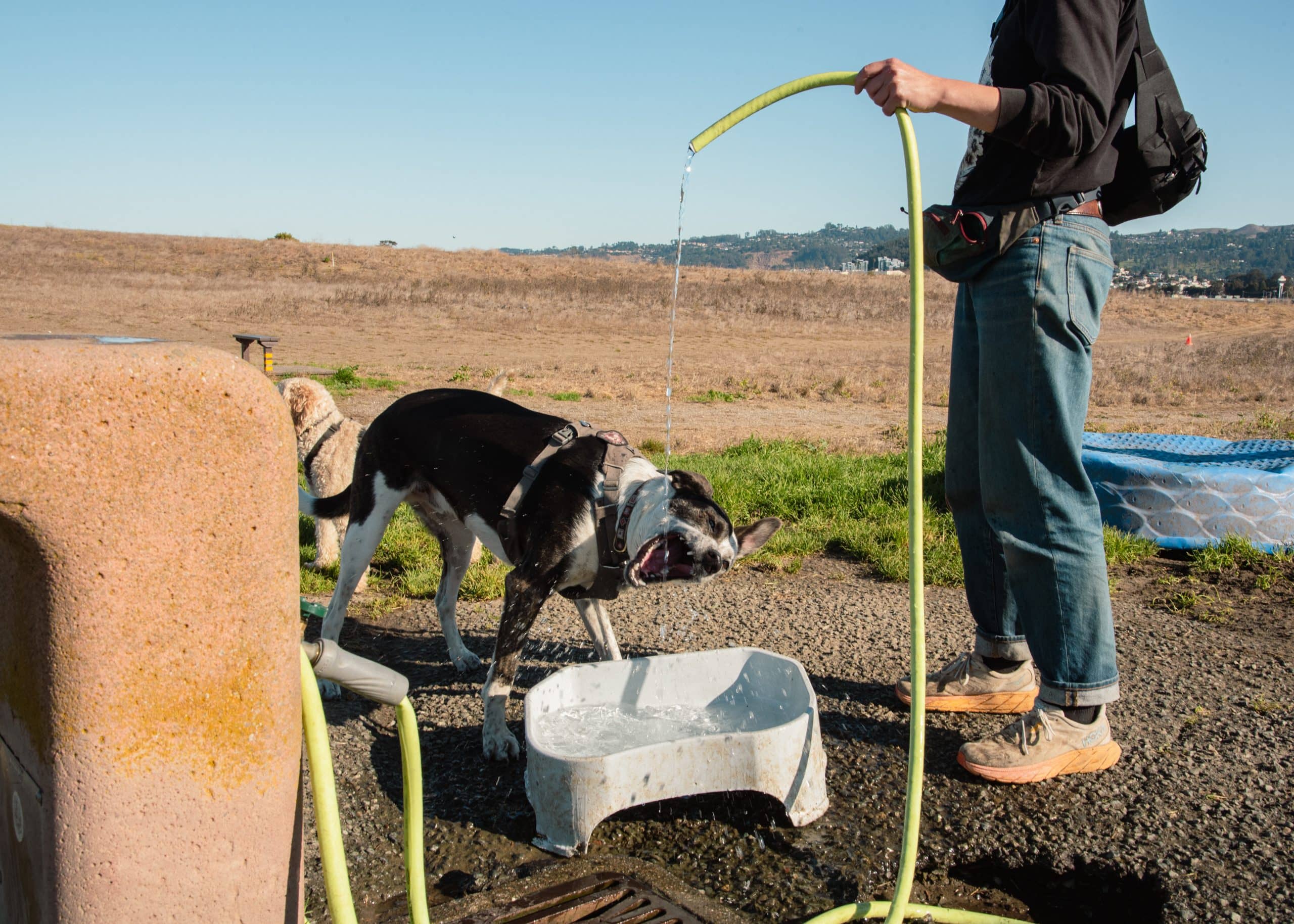 Off-Leash Dog Paradise