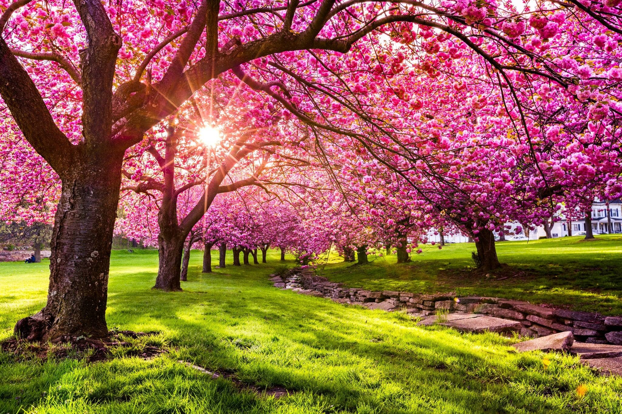 Cherry Blossoms & Magnolias