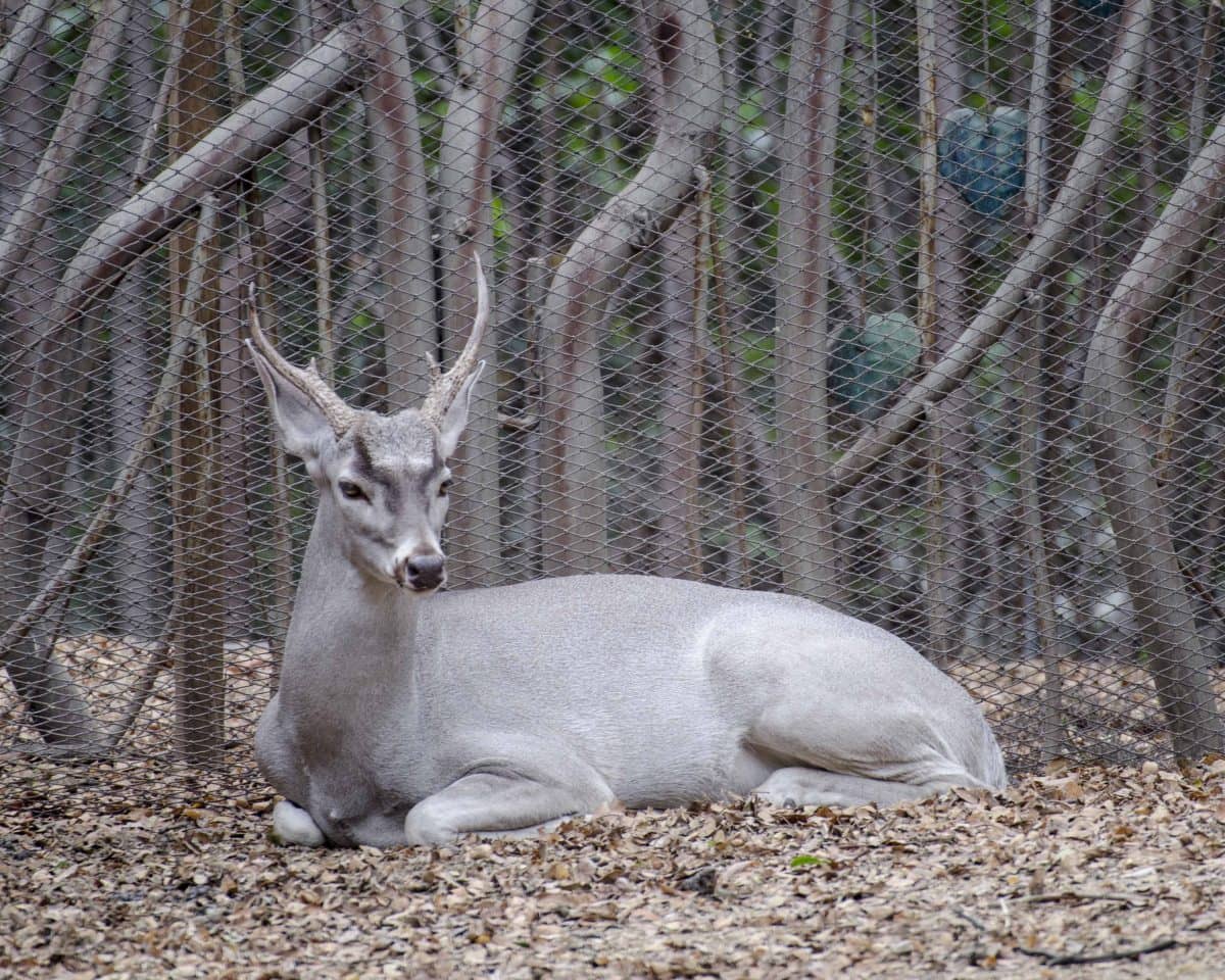 Wildlife Encounters