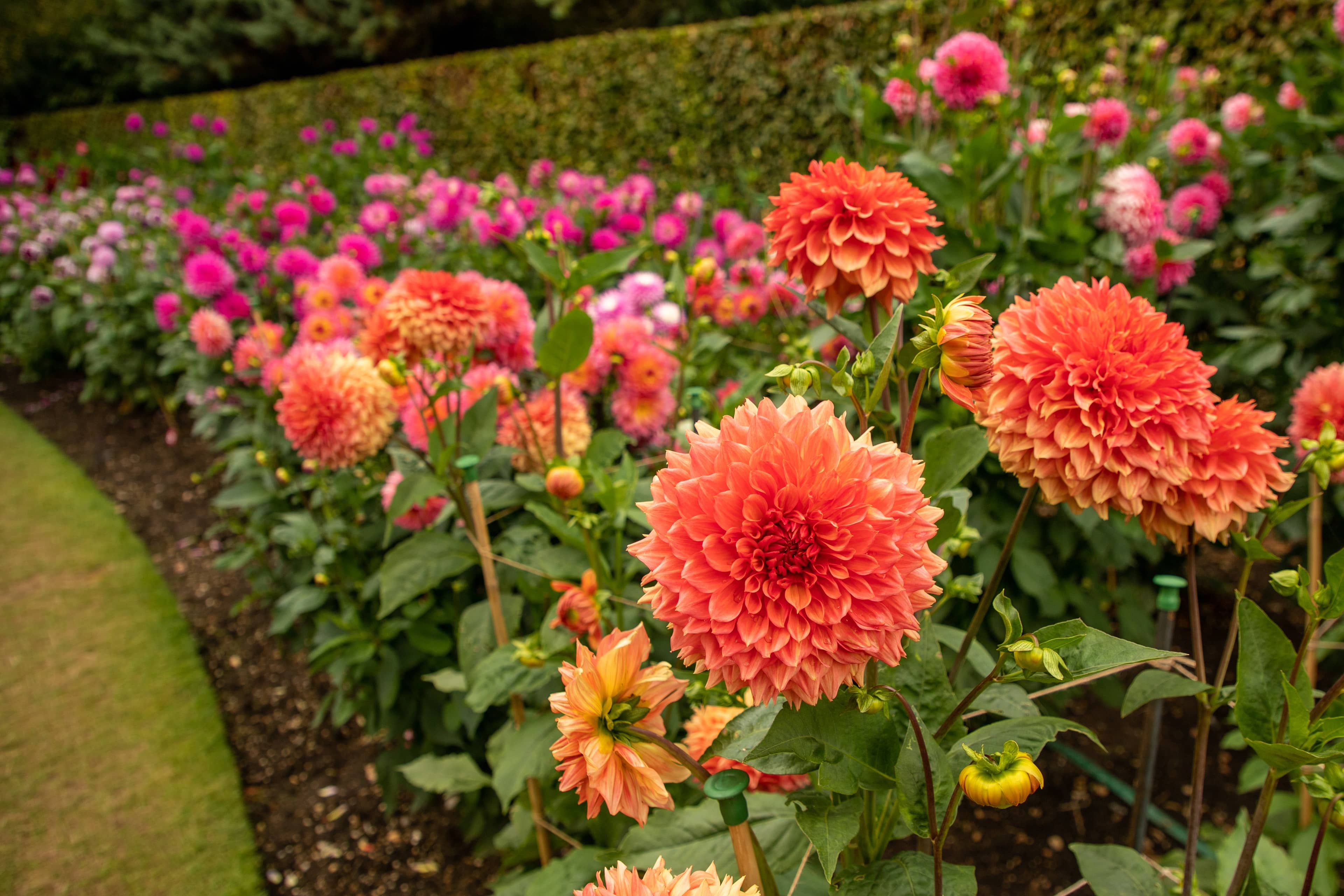 Dahlia Garden