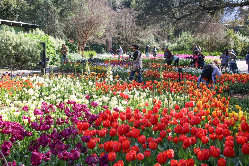 Tulip Season Spectacle