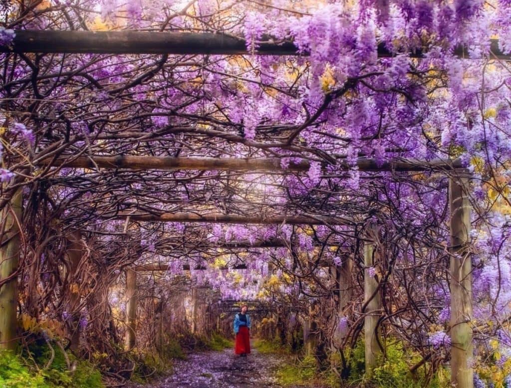 Wisteria Tunnel