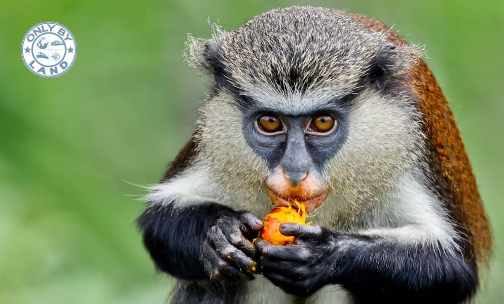Wildlife Encounters