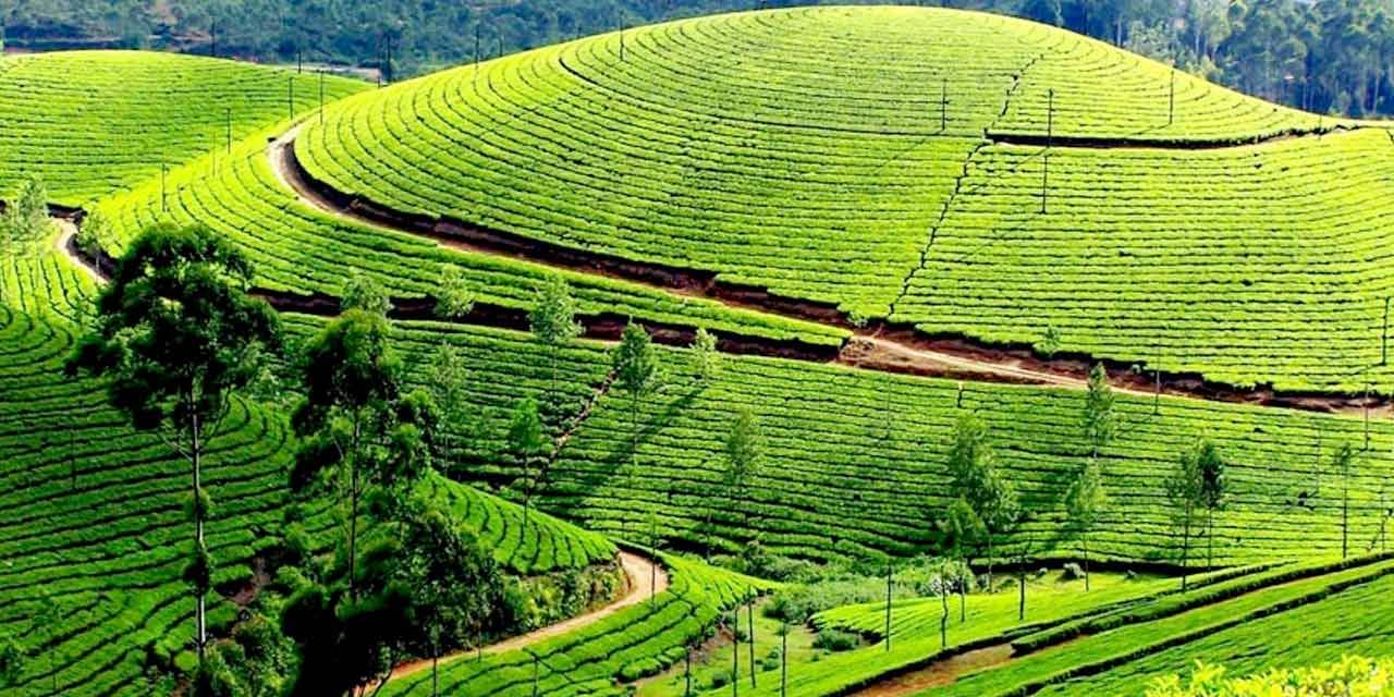 Authentic Tea Tasting Experiences