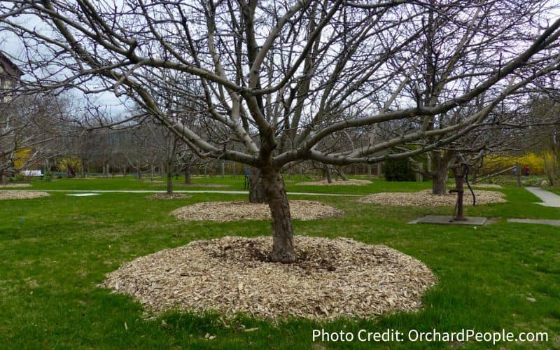 Heritage Orchard