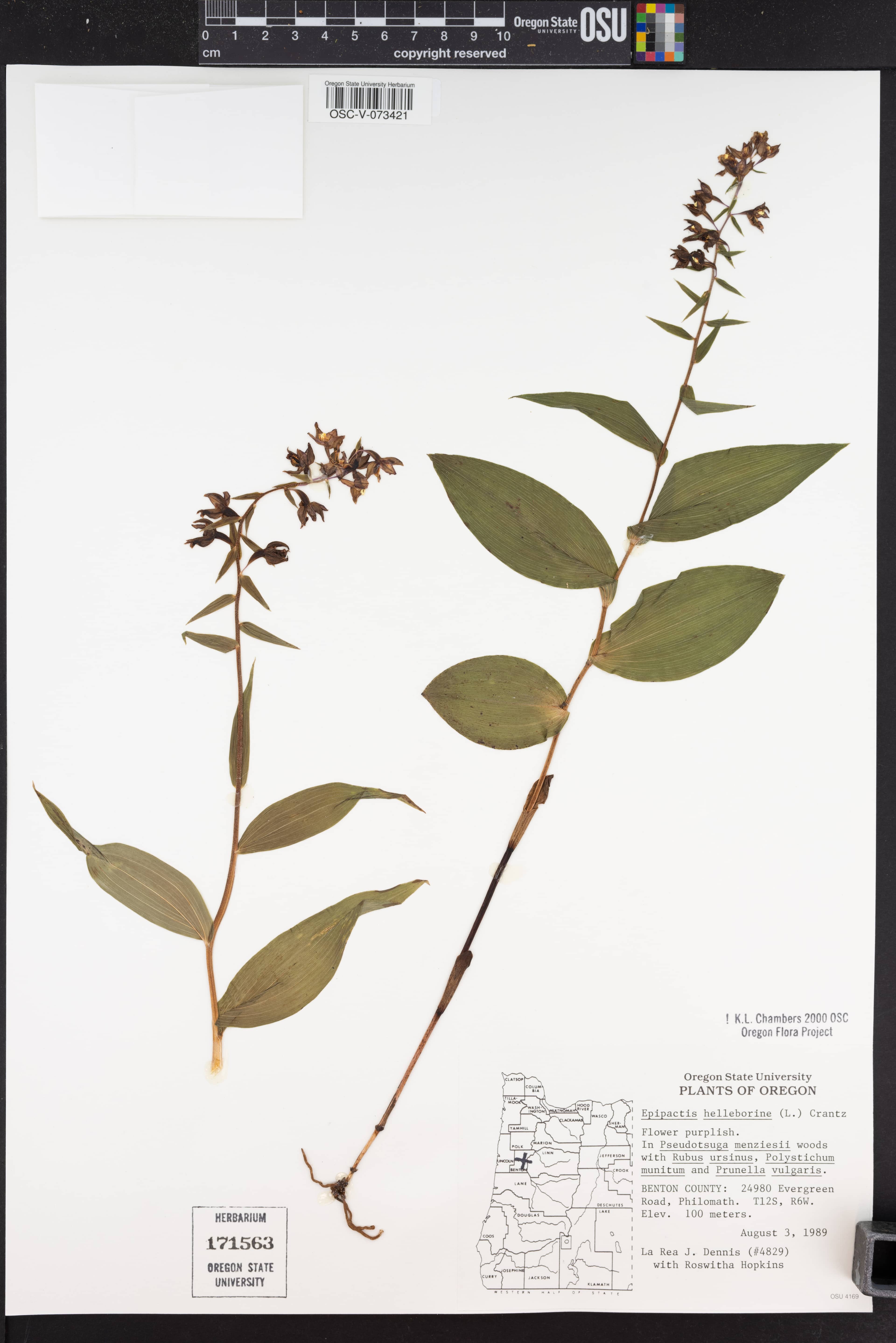 Native Plant Garden