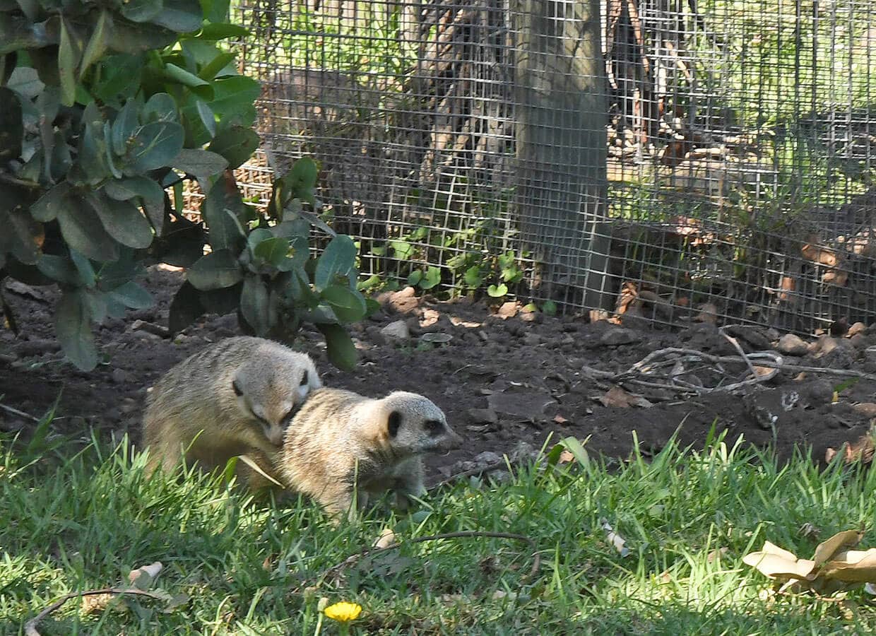 Meerkat Enclosures