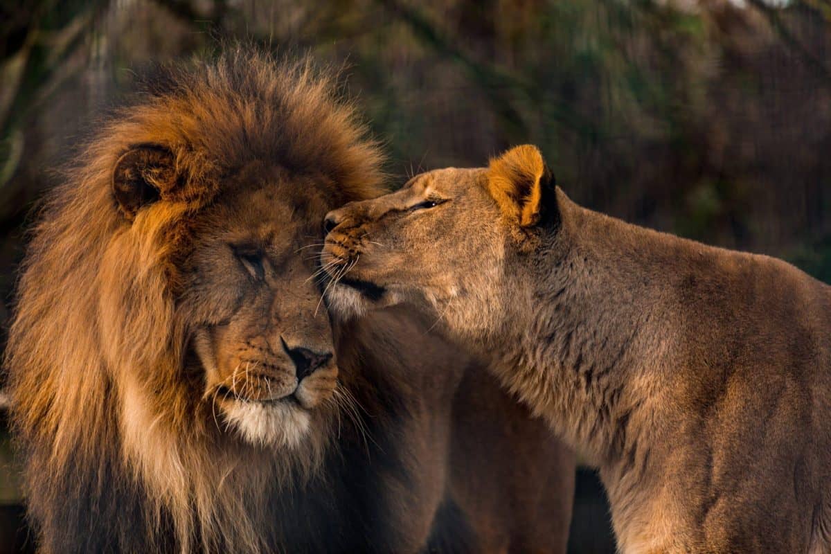 Majestic Big Cats