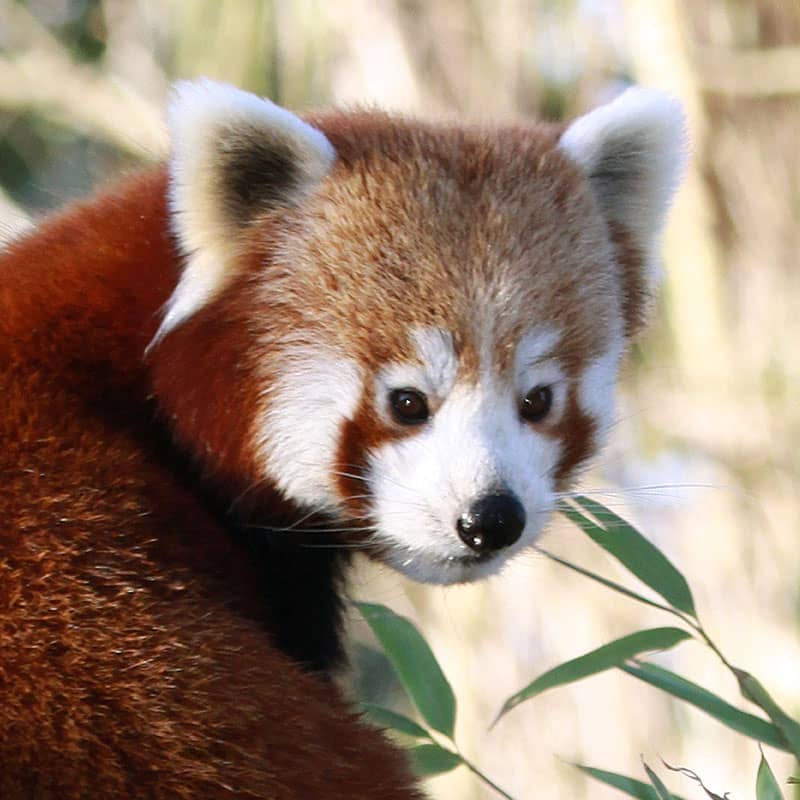 Red Panda Encounters