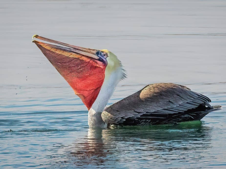 Wildlife & Photography
