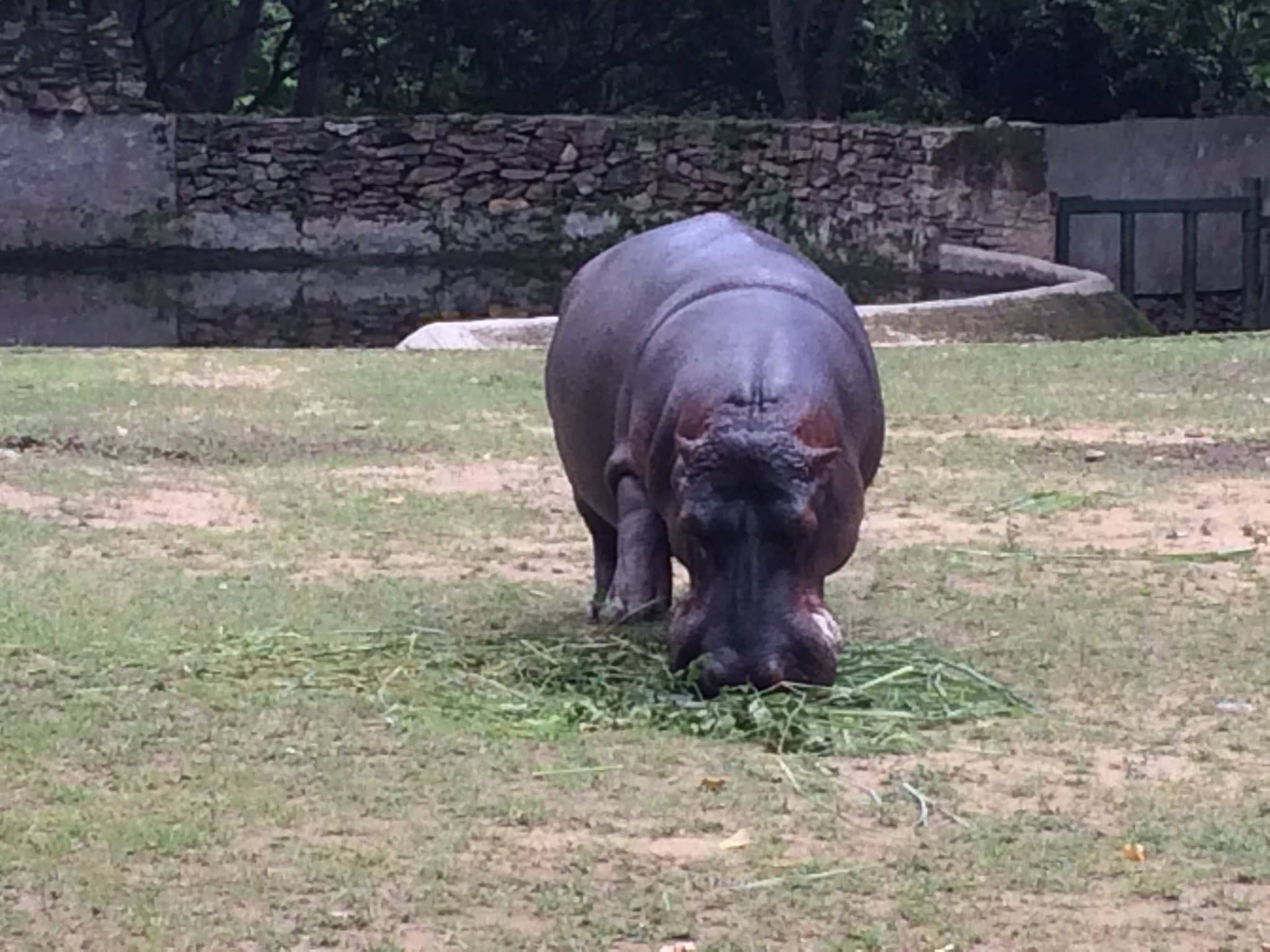 Gentle Giants
