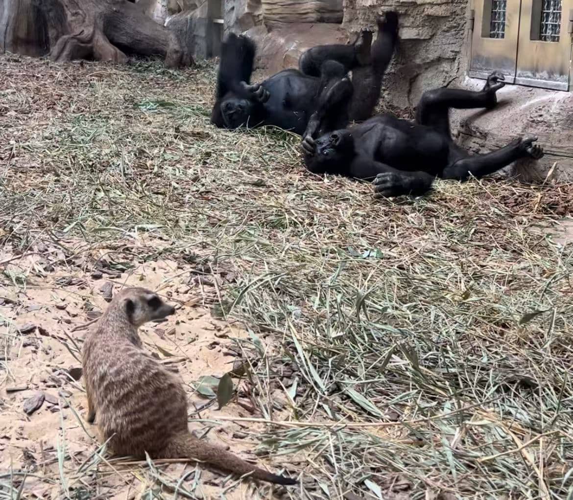 Meerkat Mayhem