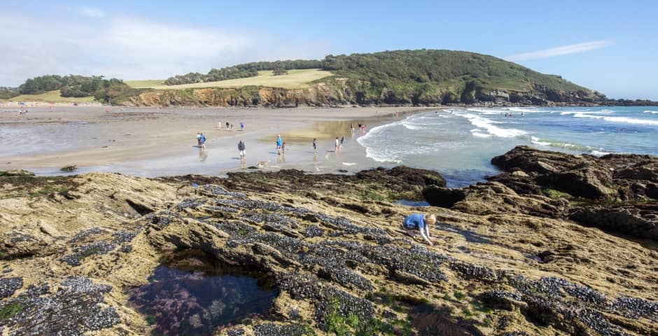 Rock Pools & Marine Life