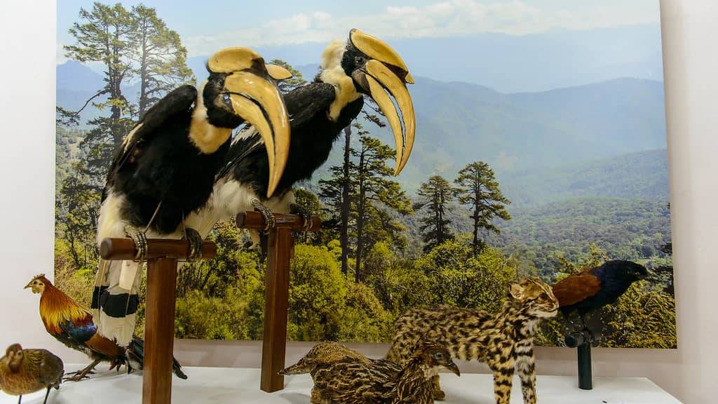Wildlife & Stamp Collections