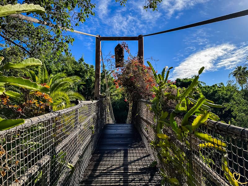 Jungle-Themed Walkways