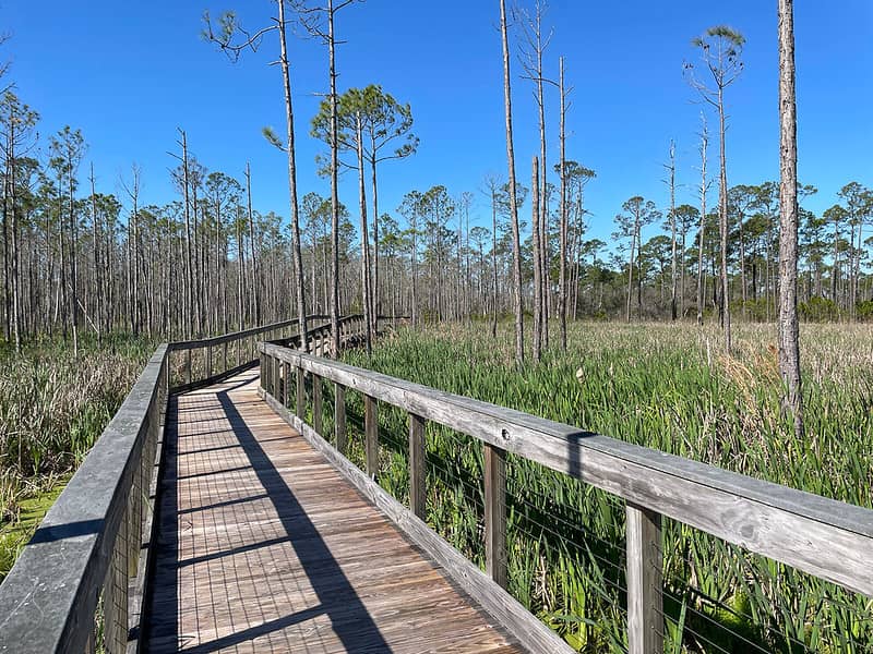 Wetland Boardwalks