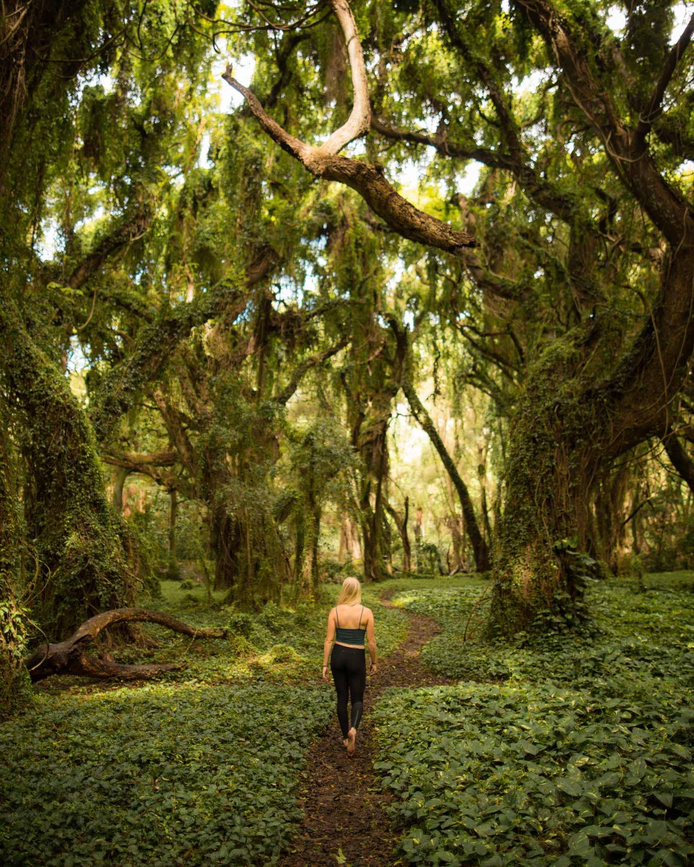 Scenic Forest Trail