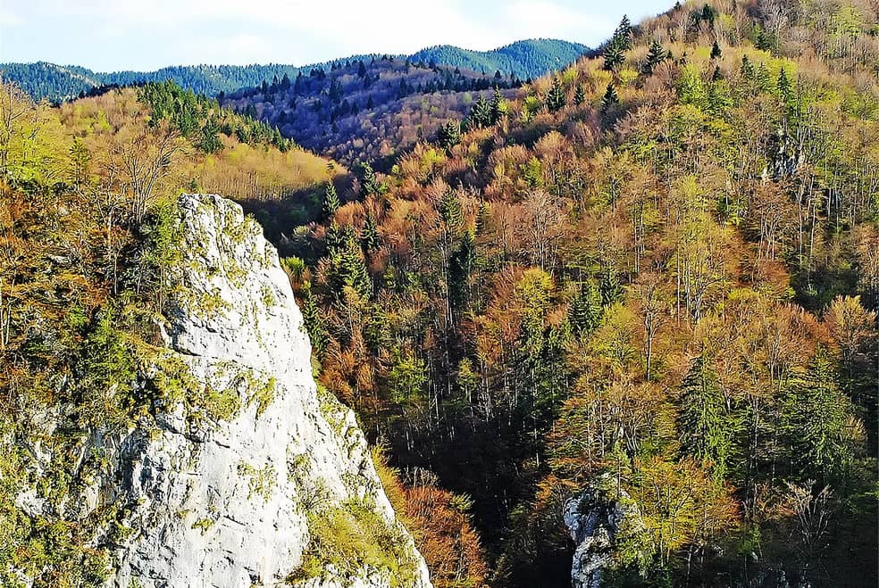 Autumn Foliage