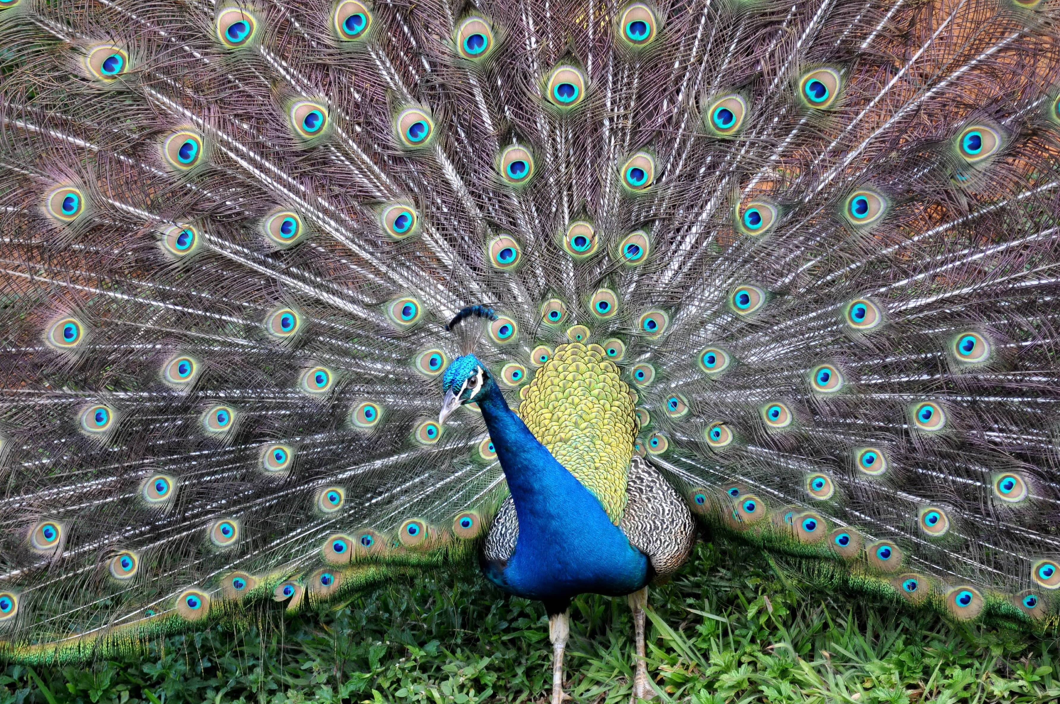 Avian Encounters