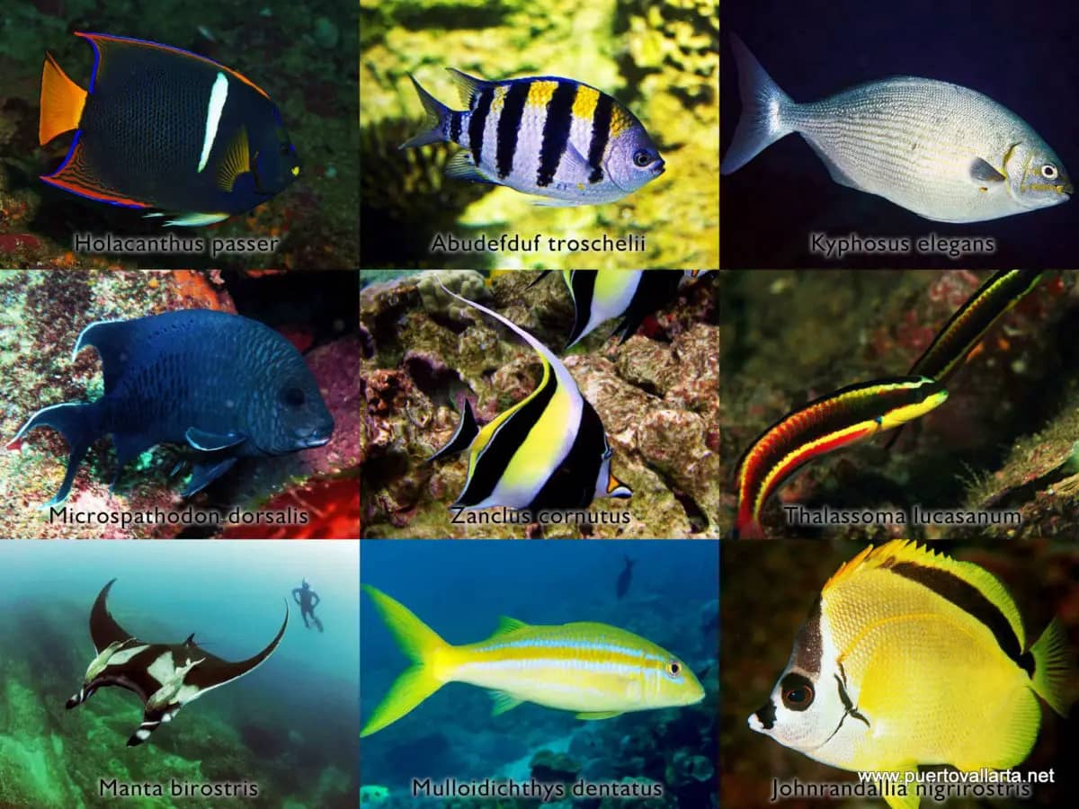 Abundant Marine Life