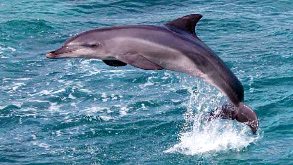 River Dolphin Search