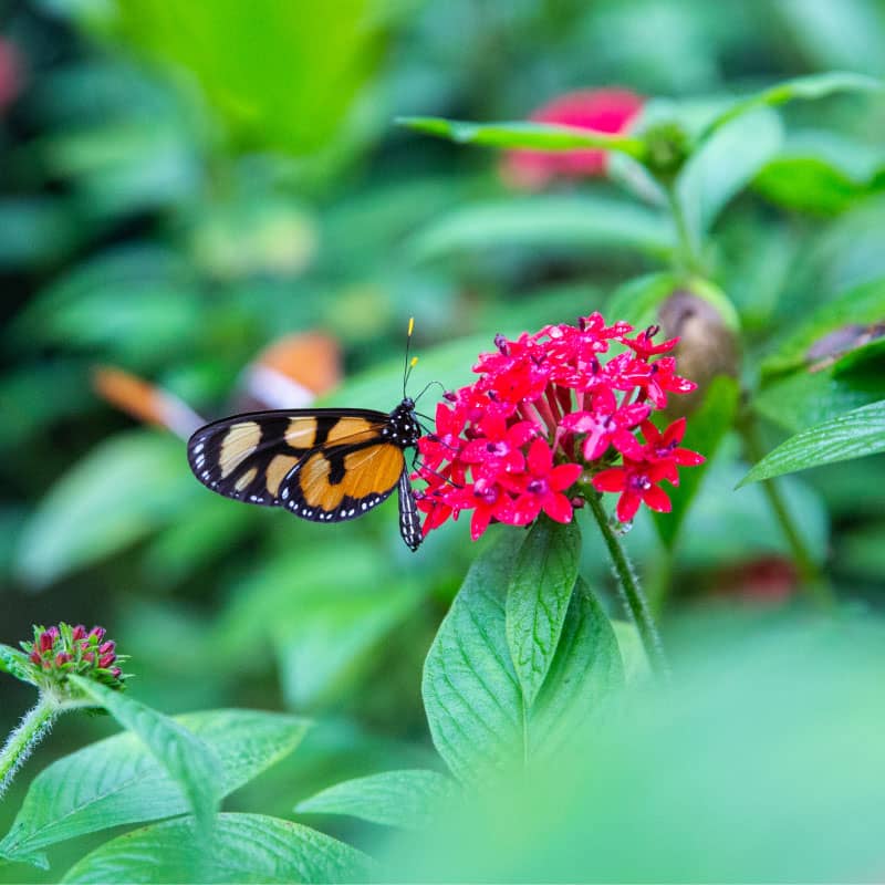 Mariposario (Butterfly Garden)