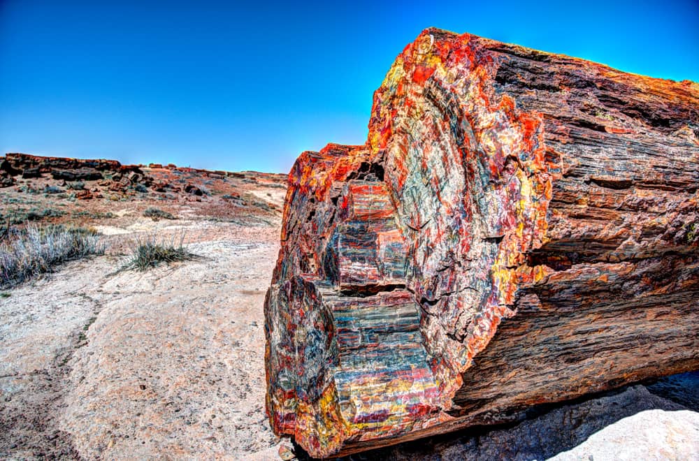 Ancient Petrified Wood