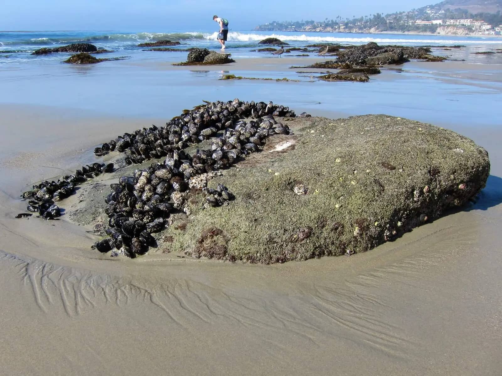Dog-Friendly Beach Access