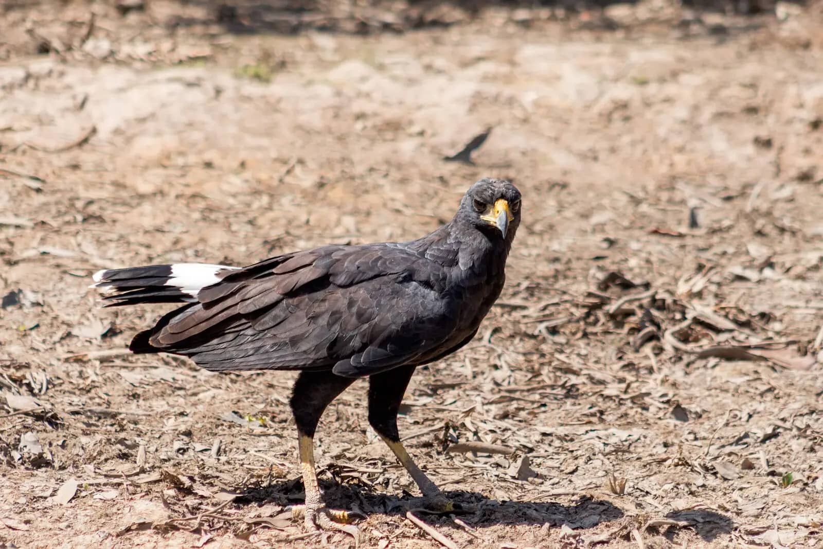 French Broad River Access