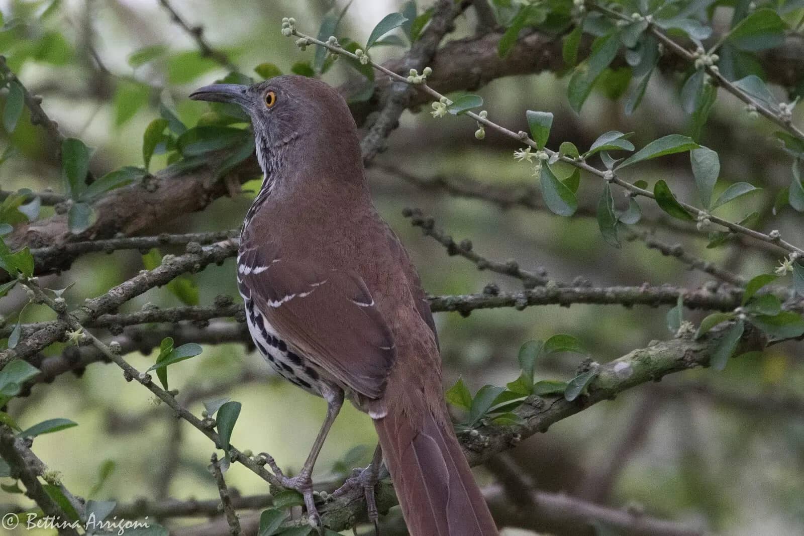 Natural Ecosystem Restoration